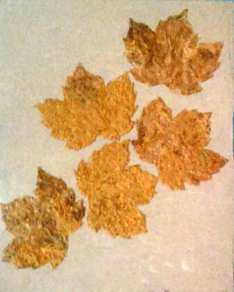 Oksana Sadovnyk. Leaves